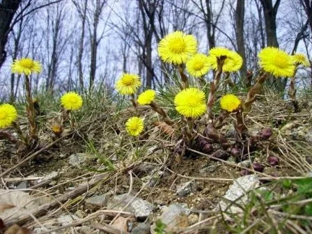 Huflattich "…so ist er doch immer ein Unkraut, welches dem Wuchse des Getreides vielen Schaden tut"