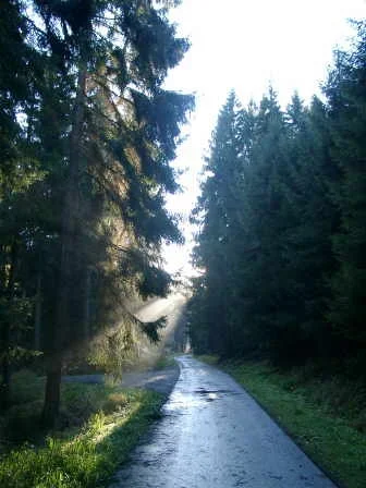 Waldschlucht bei Freienohl