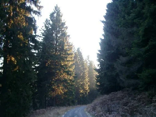 Waldweg