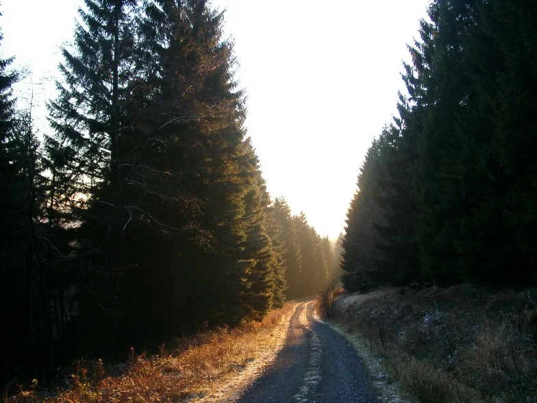 Waldweg bei Freienohl