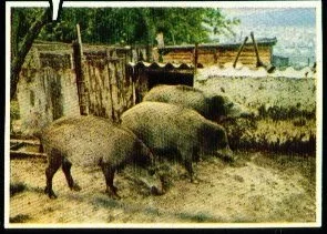 Wildschweine