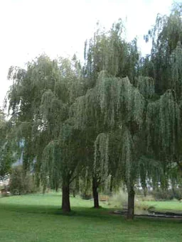 Trauerweiden