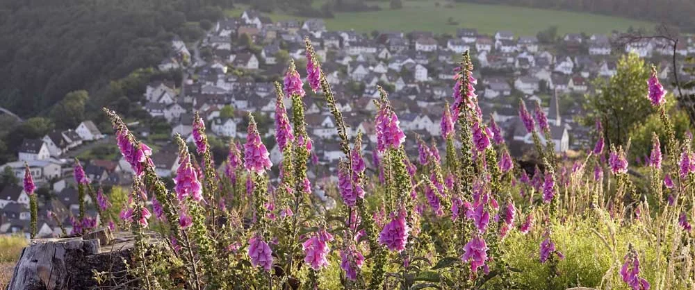 Blick auf Freienohl