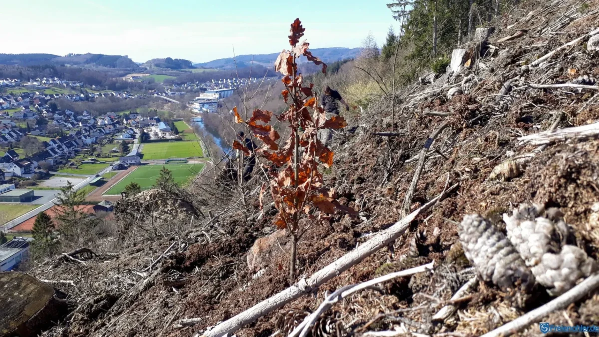 Pflanzaktion Klimawald PCE Instruments