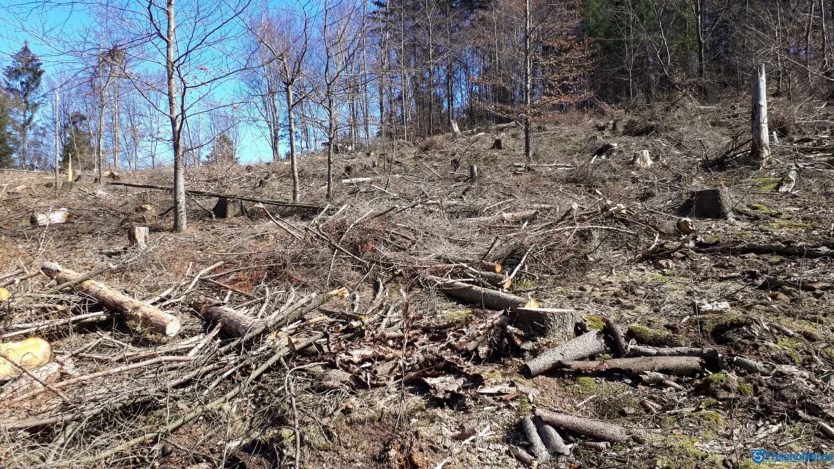 Pflanzaktion Klimawald PCE Instruments